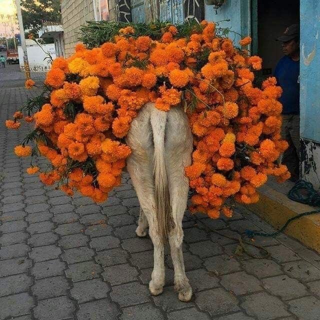Un burro cargado con una enorme montaña de flores de cempasúchil